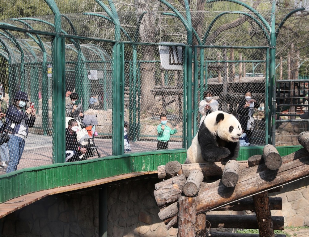 时隔58天 北京动物园今日恢复开园