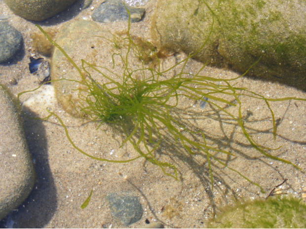 荒野维生食物之野菜系列—浒苔