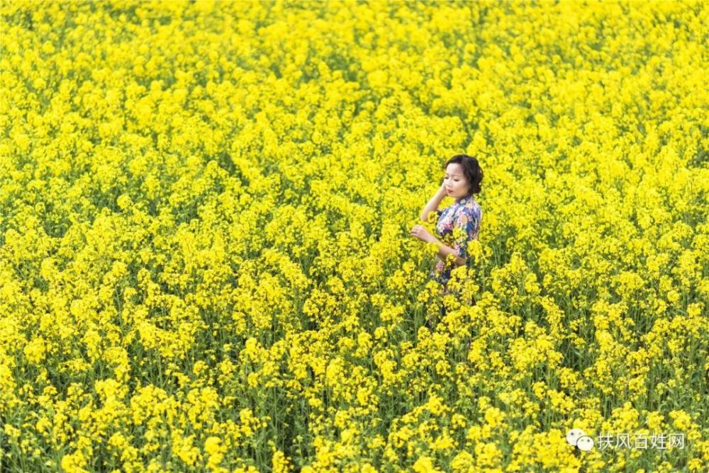花开有声,诗意鹅黄——武功姜嫄水乡赏油菜花