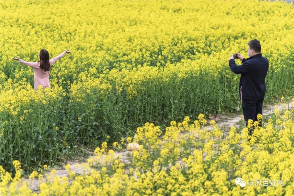 花开有声,诗意鹅黄——武功姜嫄水乡赏油菜花