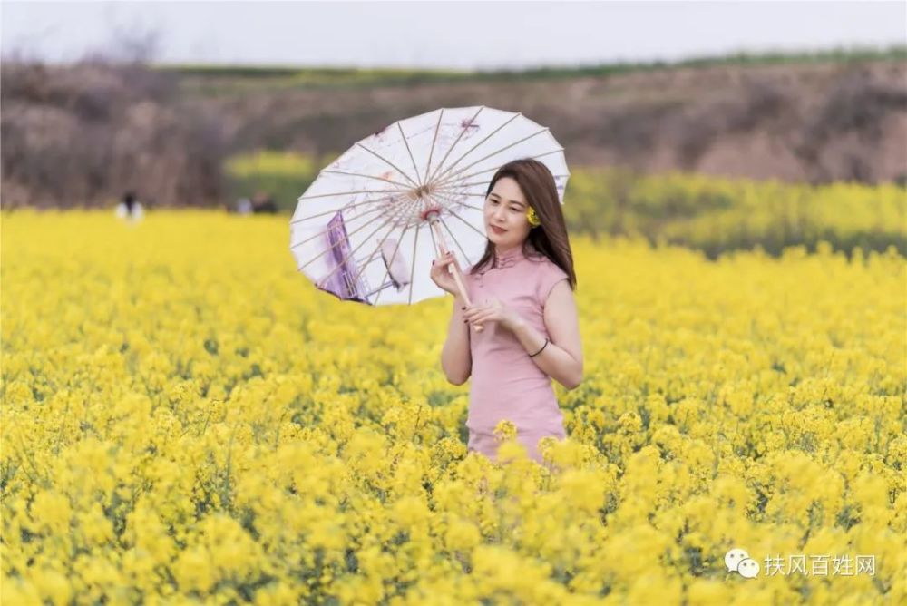 花开有声,诗意鹅黄——武功姜嫄水乡赏油菜花