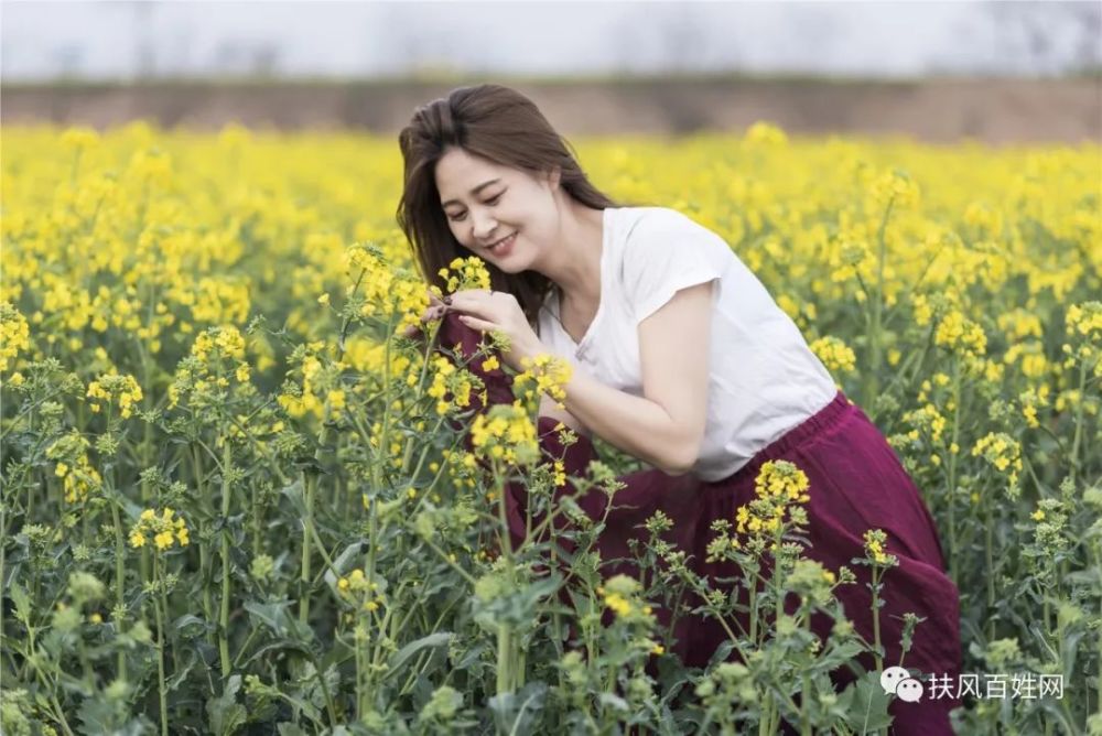 花开有声,诗意鹅黄——武功姜嫄水乡赏油菜花