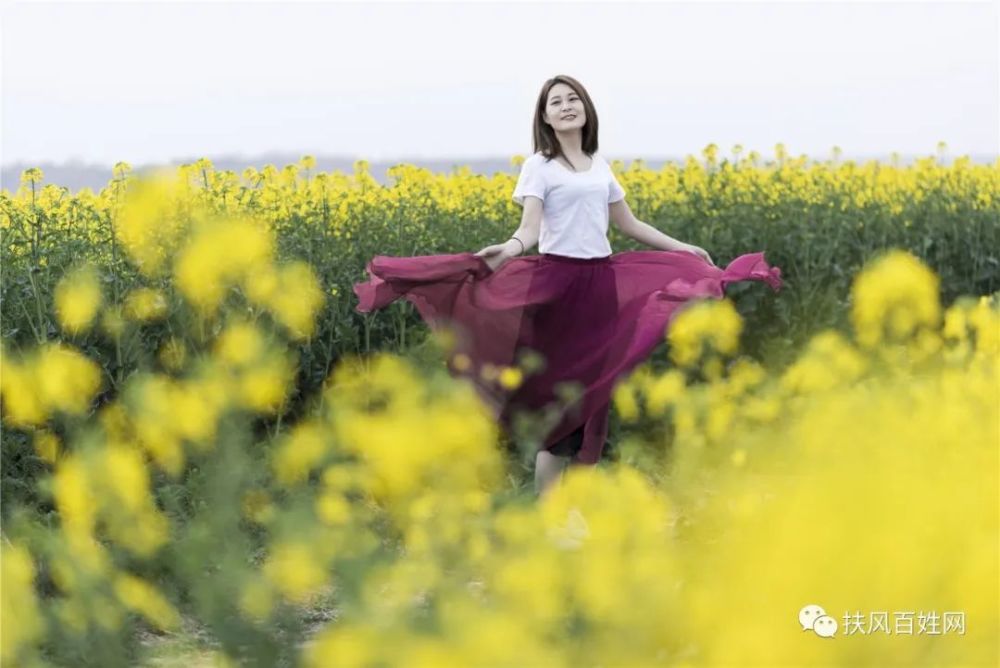 花开有声,诗意鹅黄——武功姜嫄水乡赏油菜花