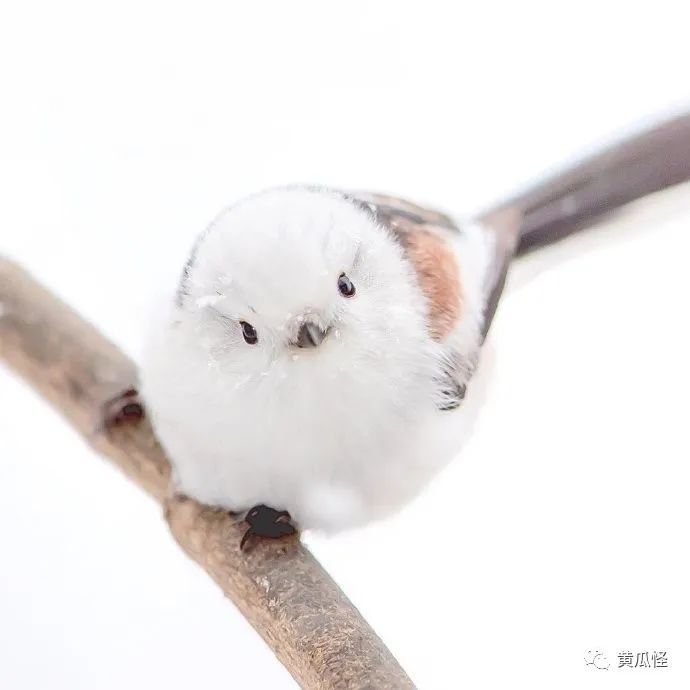 圆滚滚呆呆的啾啾太可爱了