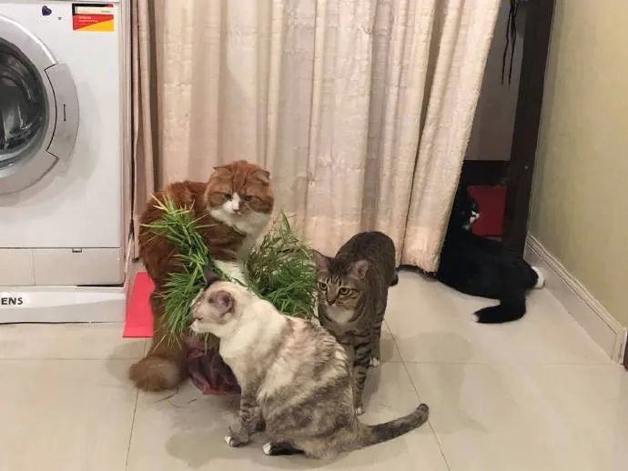 自从家里种了盆栽后，猫咪就集体“疯”了：每天都要吃几口