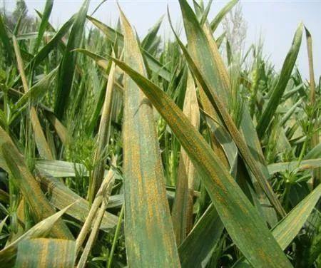 小麦叶锈病的危害与防治