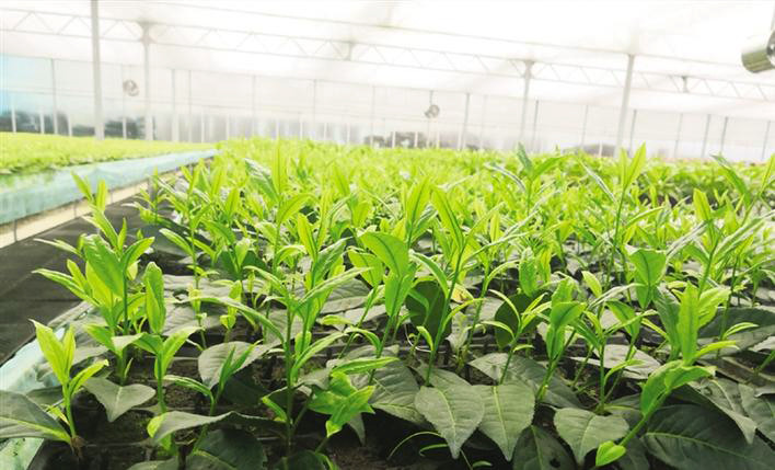 州农科院茶叶育苗科研基地里的穴盘苗生机勃勃.