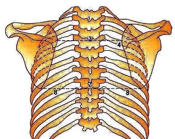 龙氏正骨—胸椎综合征