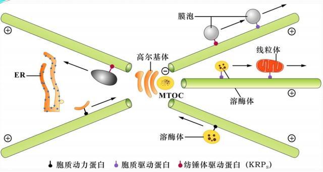 微管运送囊泡和细胞器示意图(图片来源:浙江大学医学院干细胞与组织