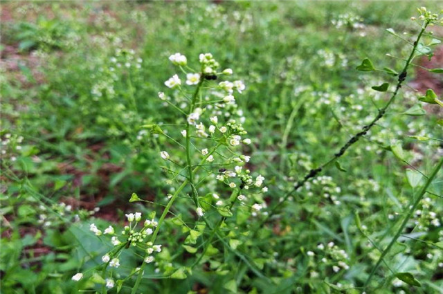 农历三月三:宋朝舌尖上的荠菜香,荠花如雪草初深