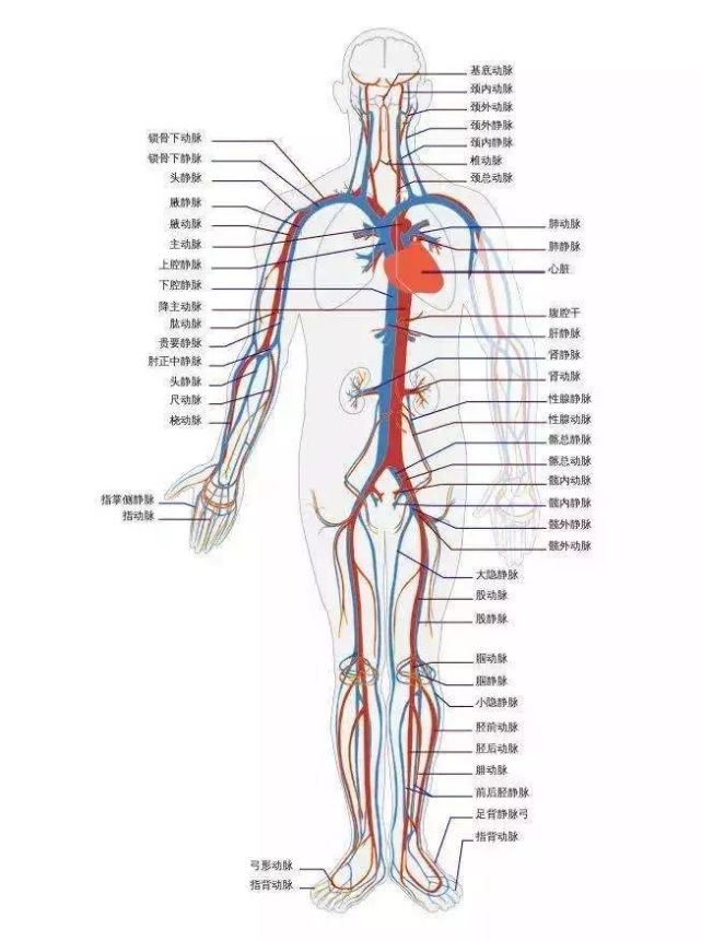 人体循环系统正视图(图源:维基百科)