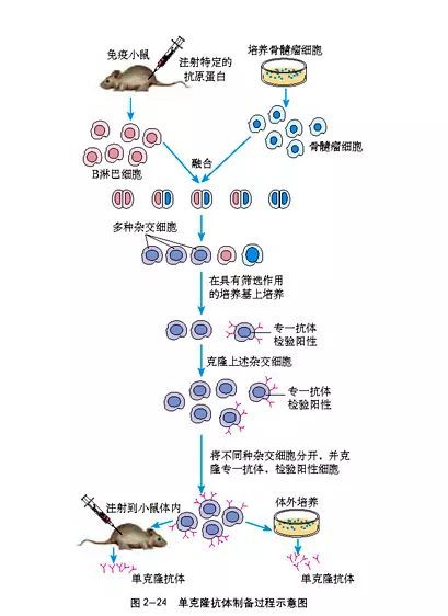 单克隆抗体制备流程(图源:人教版高中生物教材)