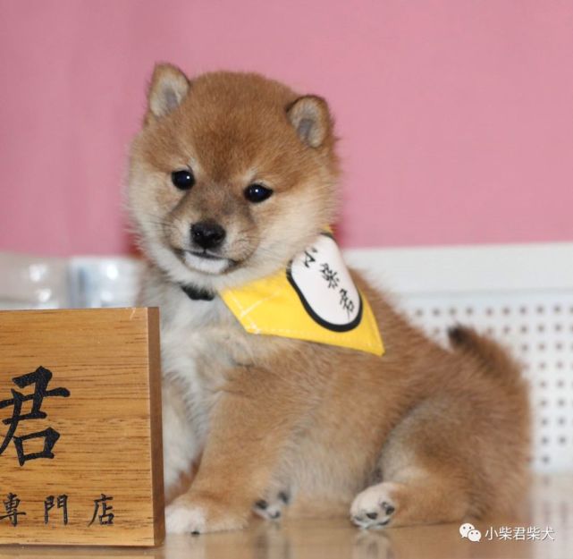 母亲:豆の深绘号父亲:白豆龙号第一针疫苗:2020-3-18英特威二联驱滴虫
