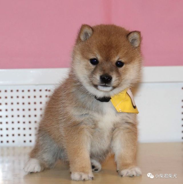 母亲:豆の深绘号父亲:白豆龙号第一针疫苗:2020-3-18英特威二联驱滴虫