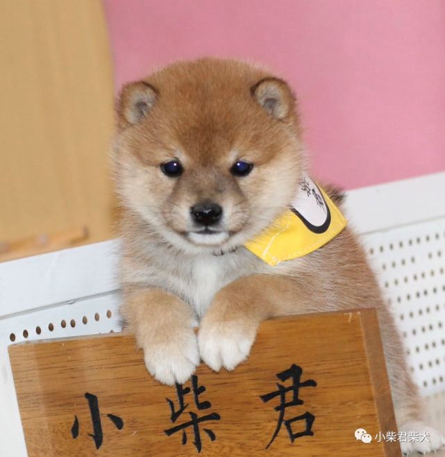 母亲:豆の深绘号父亲:白豆龙号第一针疫苗:2020-3-18英特威二联驱滴虫