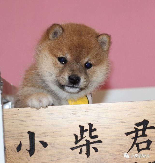 母亲:豆の深绘号父亲:白豆龙号第一针疫苗:2020-3-18英特威二联驱滴虫