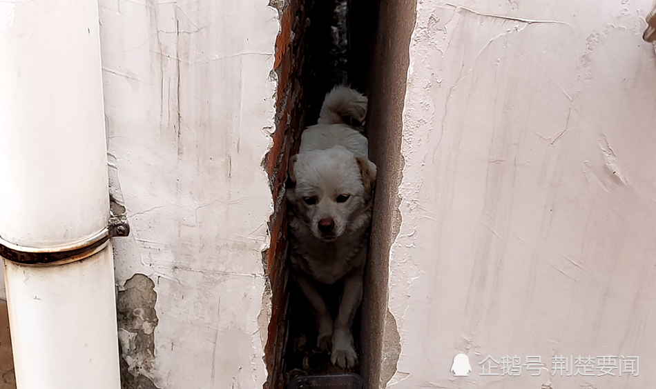 湖北麻城一流浪狗被卡在墙缝中待产,消防爱心救助