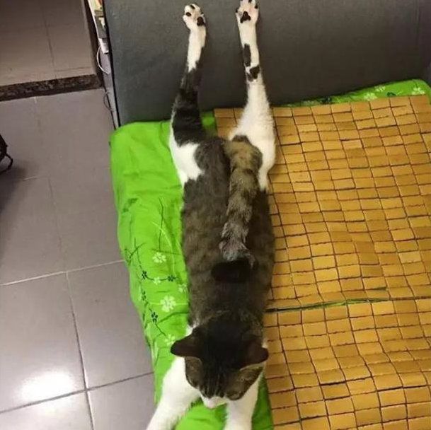网友晒自家"一米八大长腿"的猫咪,却遭众人吐槽:这猫不正经啊