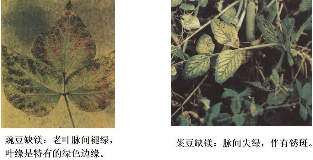 植保技术|植物缺少中量元素(ca,mg,s)的症状