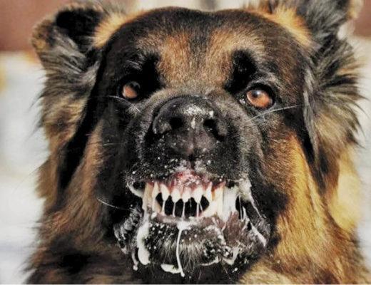 狂犬病的出现,如何激发吸血鬼和狼人的民间故事?