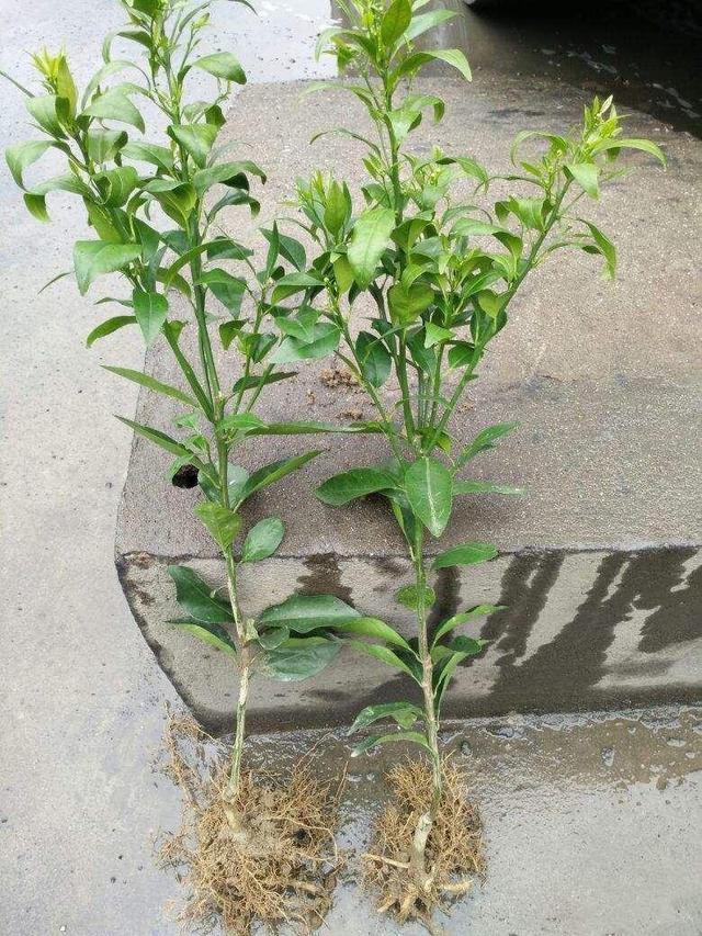 橘子浑身都是宝,橘子皮沤肥养花,橘子种发芽成树