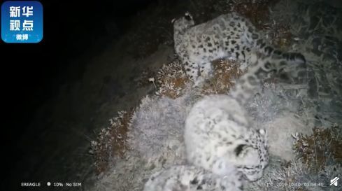 人类隔离才几天，河水清了，空气好了，动物回来了