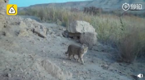 人类隔离才几天，河水清了，空气好了，动物回来了