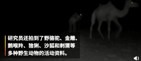 人类隔离才几天，河水清了，空气好了，动物回来了