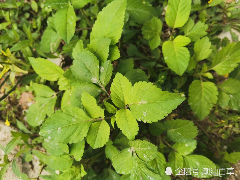 潮汕中草药之四方枝苦楝,是感冒,肠炎,偏头痛都用的鬼针草.