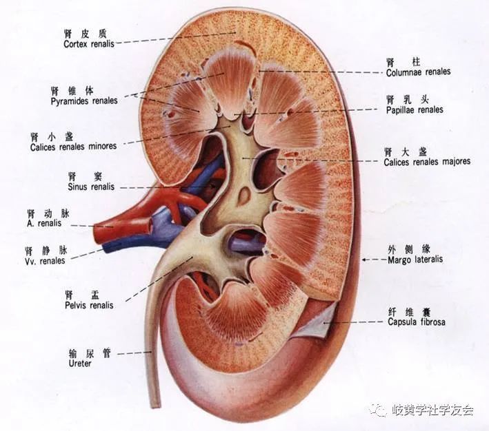 肾的形态结构:肾有两枚,外形椭圆弯曲,状如豇豆.