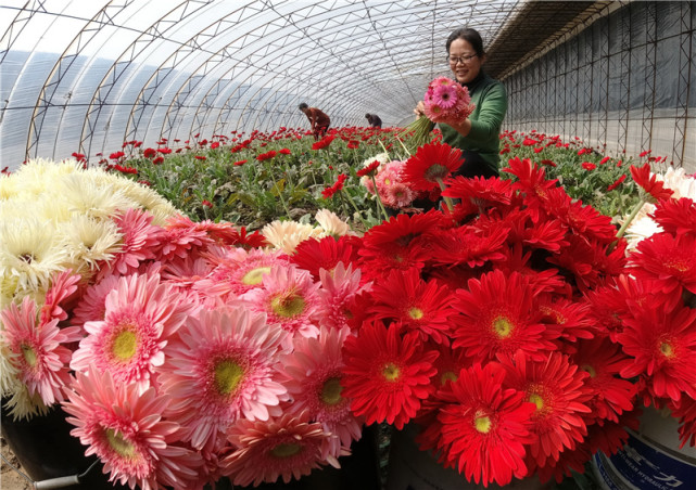 近日,河北省唐山市丰南区的花卉种植基地的各类鲜花开始进入采摘期.