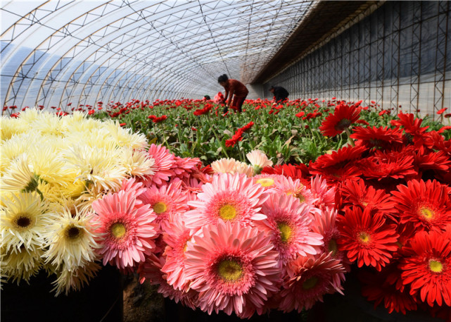 近日,河北省唐山市丰南区的花卉种植基地的各类鲜花开始进入采摘期.