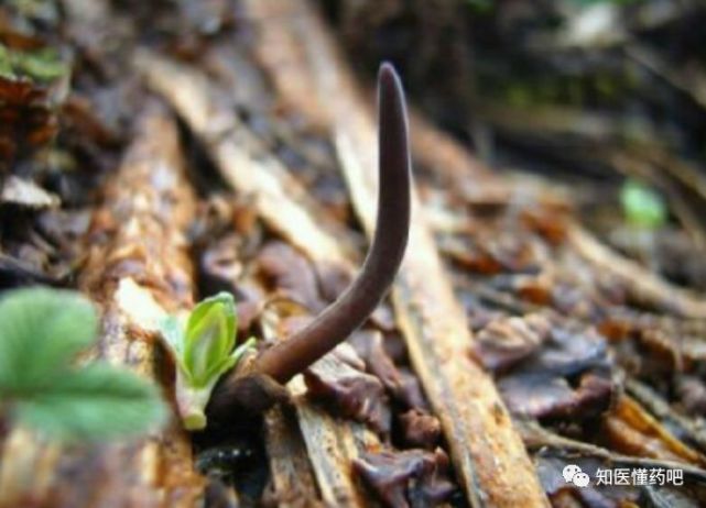 冬虫夏草 【来源】 为麦角菌科真菌冬虫夏草寄生在蝙蝠蛾科昆虫幼虫