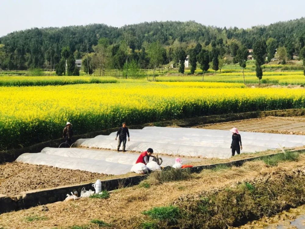 赵西海家住梓潼县黎雅镇清平村,这几天正在田间忙碌.