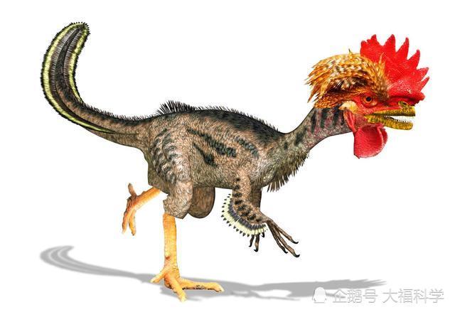 "严肃"话题:鸡居然是由恐龙变过来的?