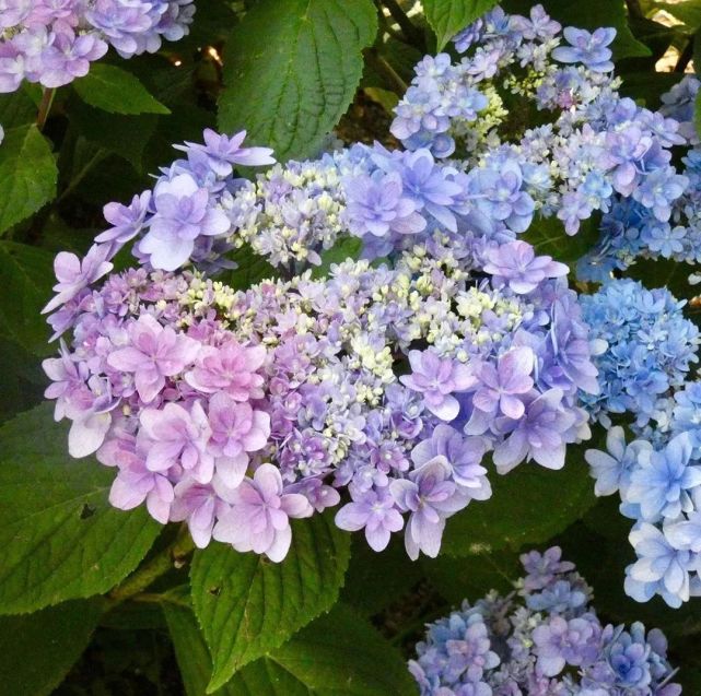 花园三宝绣球初夏花海c位女主角花友的心头宝一篇全种草