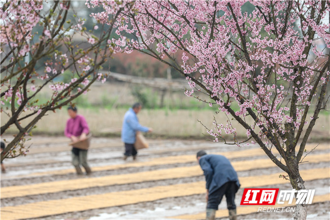 西渡镇梅花村:蒸水河环绕的秀美村庄