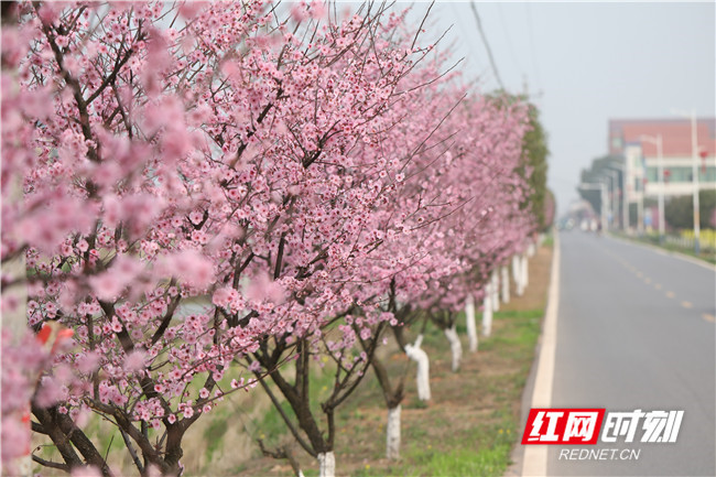 西渡镇梅花村:蒸水河环绕的秀美村庄