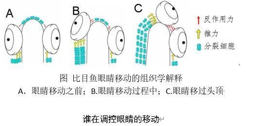 海洋鱼类故事:揭开比目鱼双眼"比目"之谜