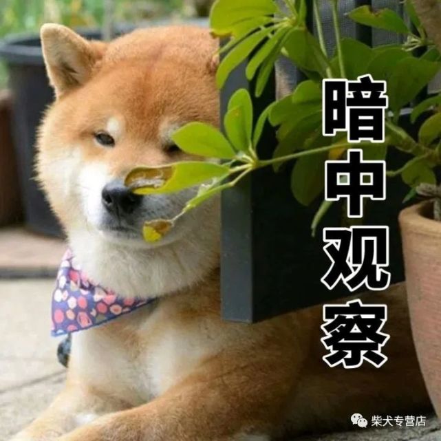 柴犬萌贱表情包,主人你的脑洞也太大了吧?