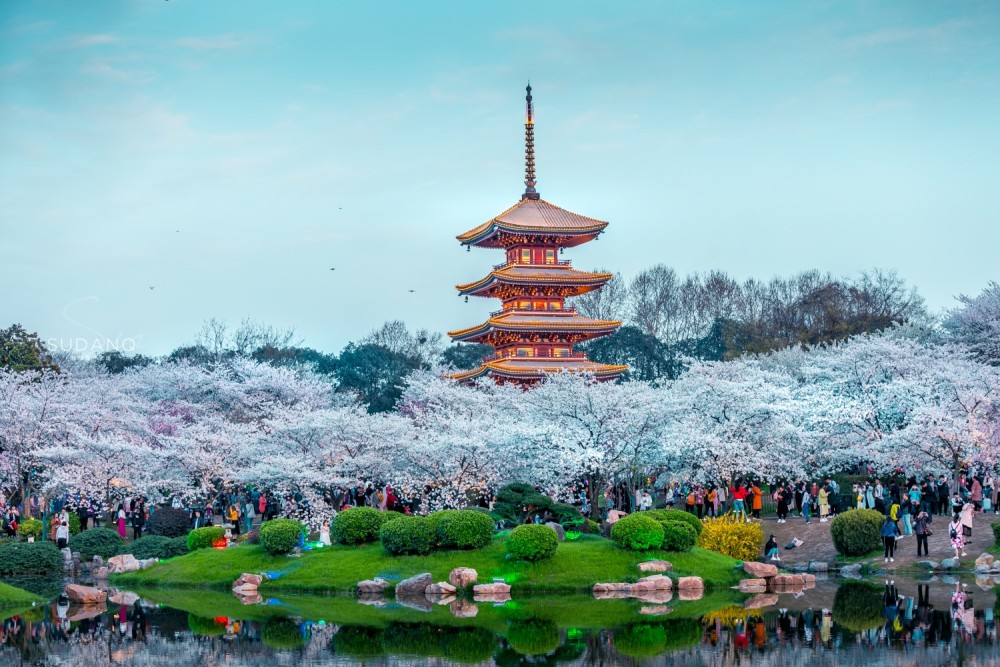 武汉降为中风险地区 4月8日 解封 请你来看樱花与黄鹤楼