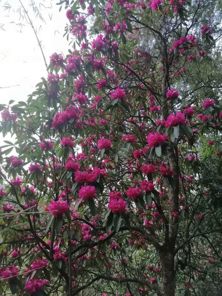 紫蓝杜鹃
