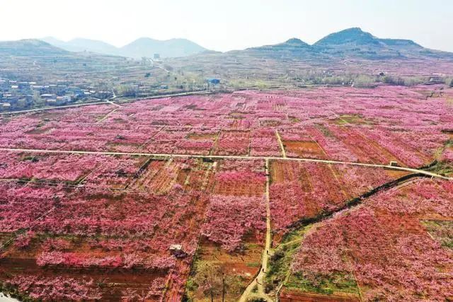 山亭冯卯镇:陌上桃花缓缓开