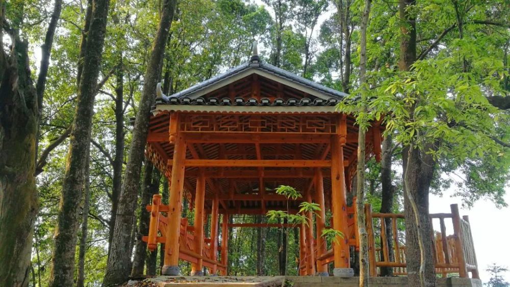 融安又新建了一个森林栈道,是散步,休闲,观景的好去处