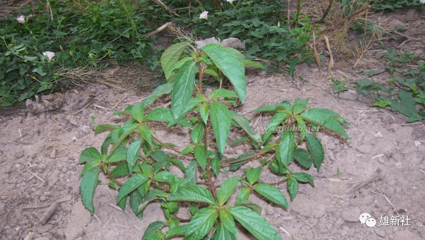 雄安记忆:好吃的野菜—老鸹筋