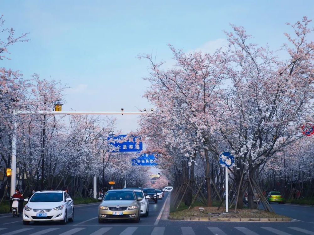 图源/扬州宋夹城 07 / 不去樱花大道,怎知我和你还有场相约/ 烟 花