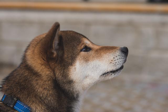 胡麻柴犬的数量稀少,所以价格也会偏贵.但同样稀少的白柴,就非常尴尬.