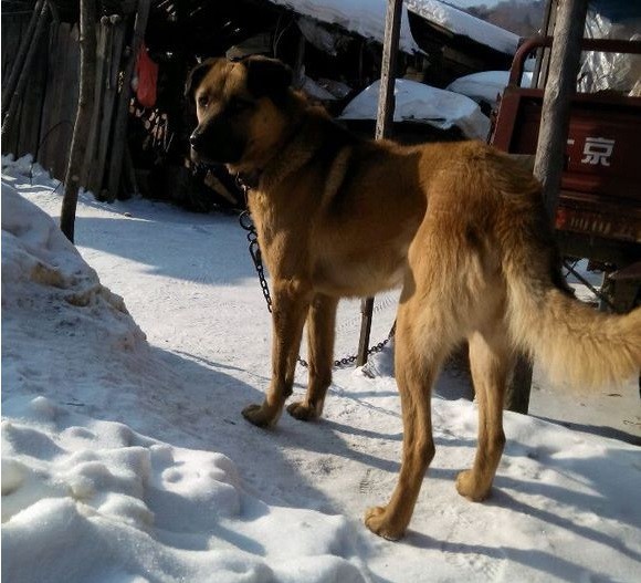 真正的东北猎犬,数量纯种仅百条,已濒临灭绝