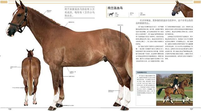 带你了解一匹马5600万年的进化之路