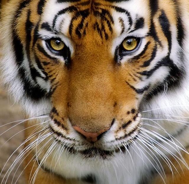 心理学:下面哪只老虎最凶猛,测你今年最难熬的是什么